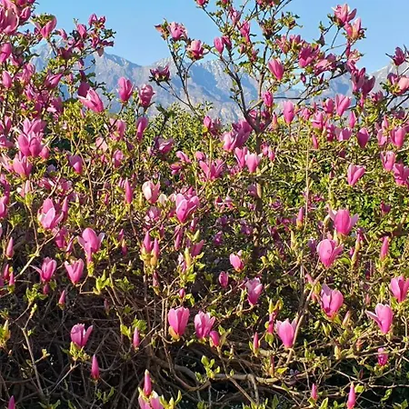 Iris Winter Escape Three Bedrooms With Private Garden Villa