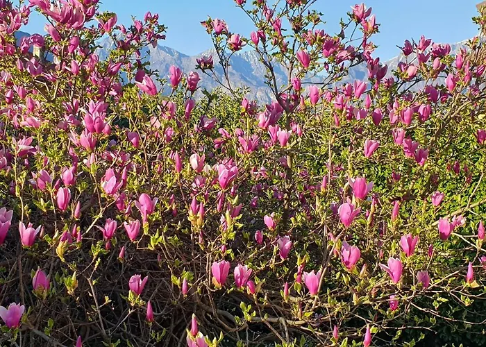 Villa Iris Three Bedroom Private Garden Bike&Boat&Scooter Lake Como Villa